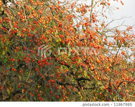 Suzuragi's persimmon Suzuragi's persimmon 11867989