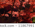 Burning autumn 11867991