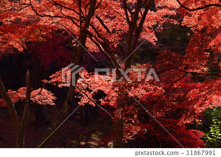 Burning autumn Burning autumn 11867991