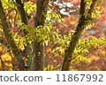 Yellow leaves 11867992