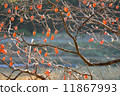 Persimmon nuts 11867993