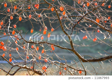 Persimmon nuts Persimmon nuts 11867993