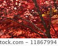 Autumn leaves 11867994
