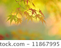 A calm autumn 11867995