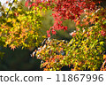 Autumn leaves and yellow leaves 11867996
