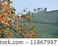 Persimmons and tea plantations 11867997