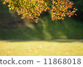 Autumn foliage square 11868018