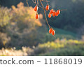Persimmon nuts 11868019
