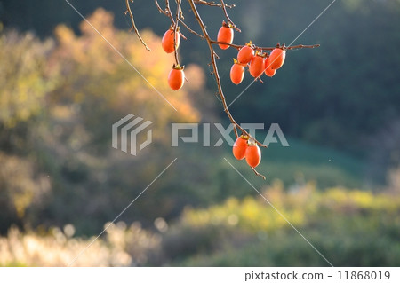 Persimmon nuts Persimmon nuts 11868019