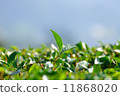 Tea plantation 11868020