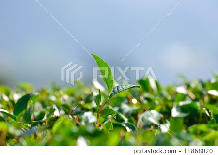 Tea plantation Tea plantation 11868020