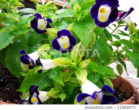 Blue Torenia 11868075