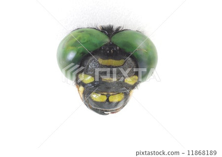 Face of Onigayama 11868189