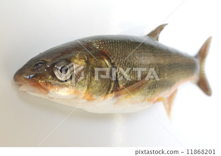 Ugi's bird's eye view 11868201