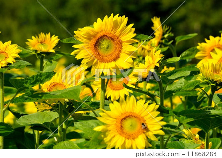 向日葵田 11868283