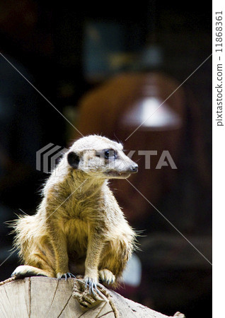 Ueno Zoological Gardens Meerkat Ueno Zoological Gardens Meerkat 11868361