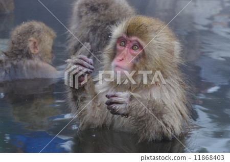 Jigokudani Monkey Kokeen Monkey entering the hot spring Jigokudani Monkey Kokeen Monkey entering the hot spring 11868403