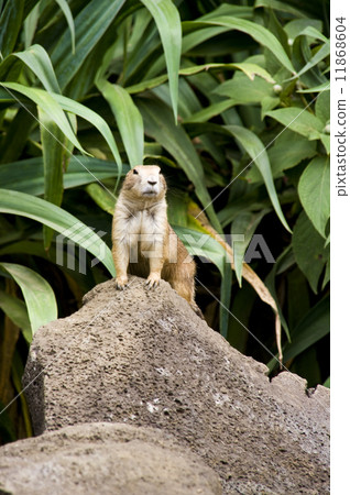 Cactar Park Prairie Dog Cactar Park Prairie Dog 11868604