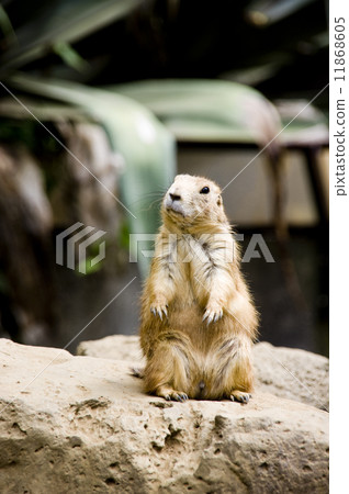 Cactar Park Prairie Dog Cactar Park Prairie Dog 11868605