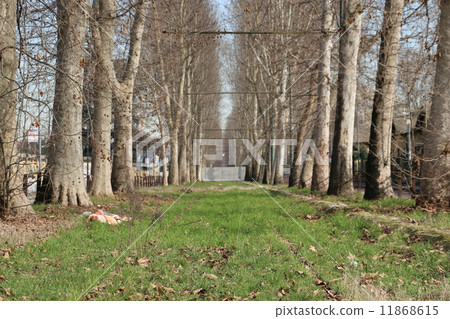 Abandoned track Abandoned track 11868615