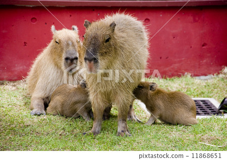 Capybara的Cactar公園 11868651