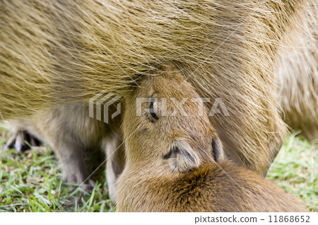 Capybara的Cactar公園 11868652