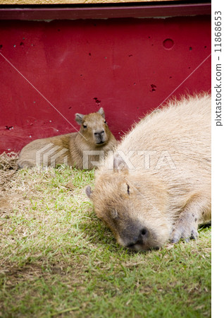 Capybara的Cactar公園 11868653