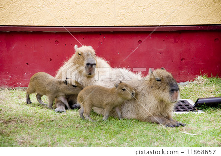 Capybara的Cactar公園 11868657