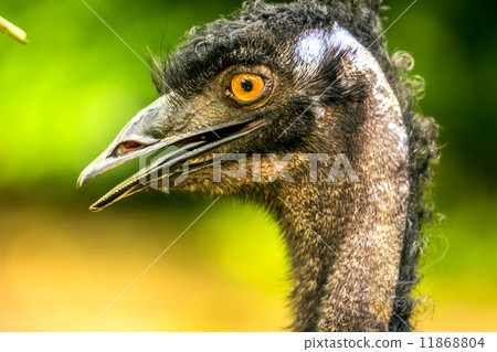 Emu Emu 11868804