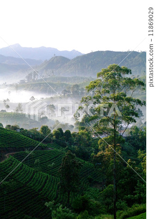 A tea field 11869029