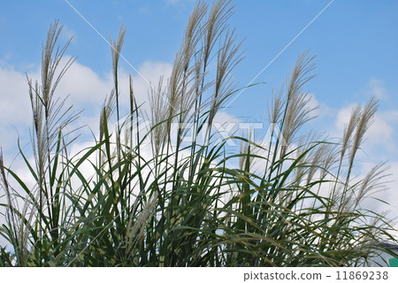 早期的秋天天空和鈴木的圓錐花序 早期的秋天天空和鈴木的圓錐花序 11869238
