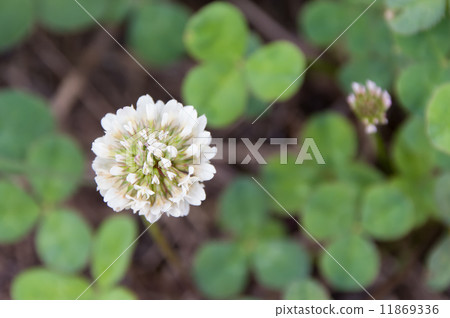White flower flowers White flower flowers 11869336