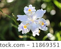 hydrangea   11869351