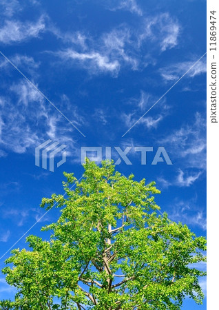銀杏和藍天 銀杏和藍天 11869474