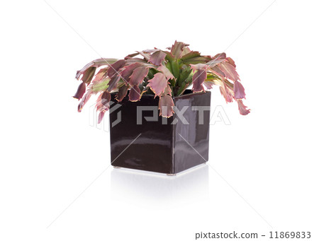 Red cactus in a black pot Red cactus in a black pot 11869833