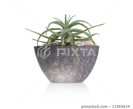 Green cactus in a grey pot Green cactus in a grey pot 11869834