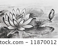 Water lily 11870012