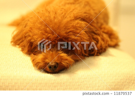 玩具貴賓犬 玩具貴賓犬 11870537