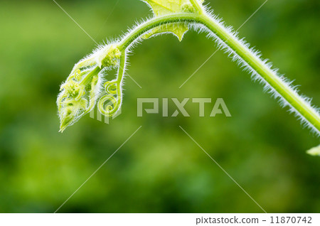 Image of sprout 11870742