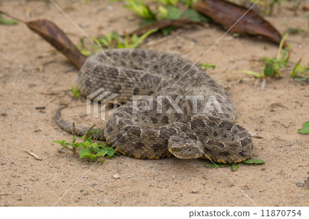 Brazilian Jararaca 11870754