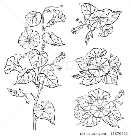 Flowers ipomoea with leaves, contours 11870862