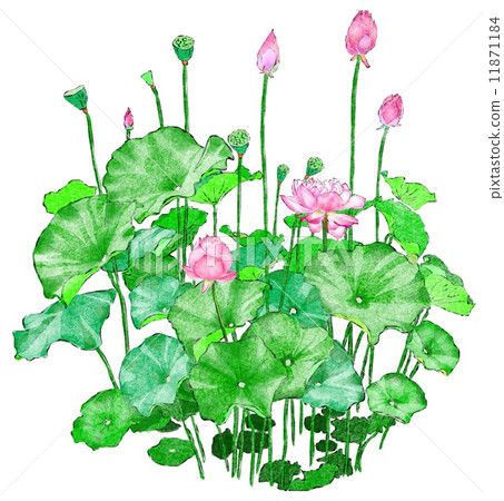 Lotus flower Lotus flower 11871184