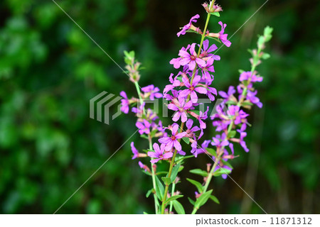 Lythrum Lythrum 11871312