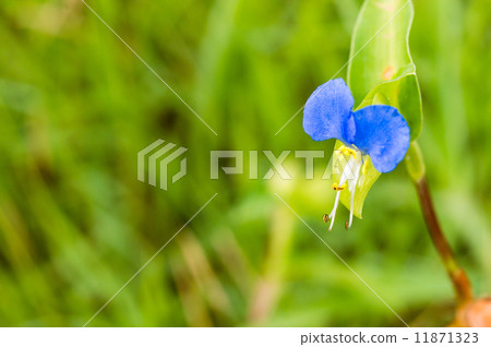 Grass Grass 11871323