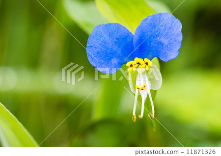 鴨蹠草 鴨蹠草 11871326