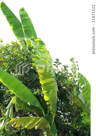 Basho leaves swaying in the wind Basho leaves swaying in the wind 11871522