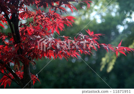紅葉 11871951