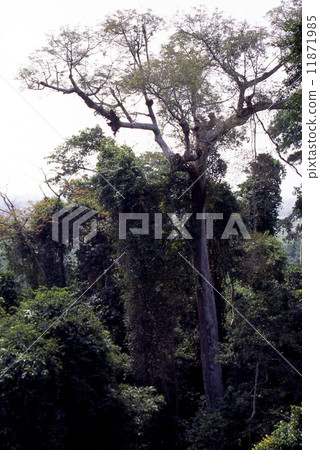 卡庫姆國家公園雨林 11871985