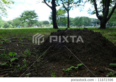 Molding mound 11872306