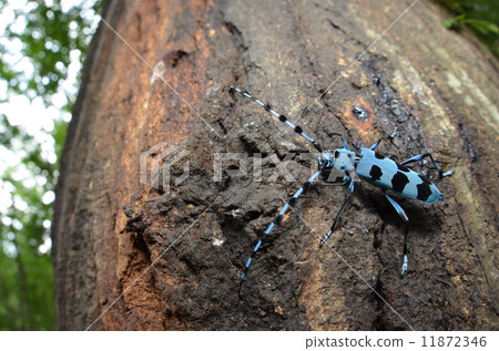 Summer insect ~ Ruri Boshikikiri ~ Summer insect ~ Ruri Boshikikiri ~ 11872346